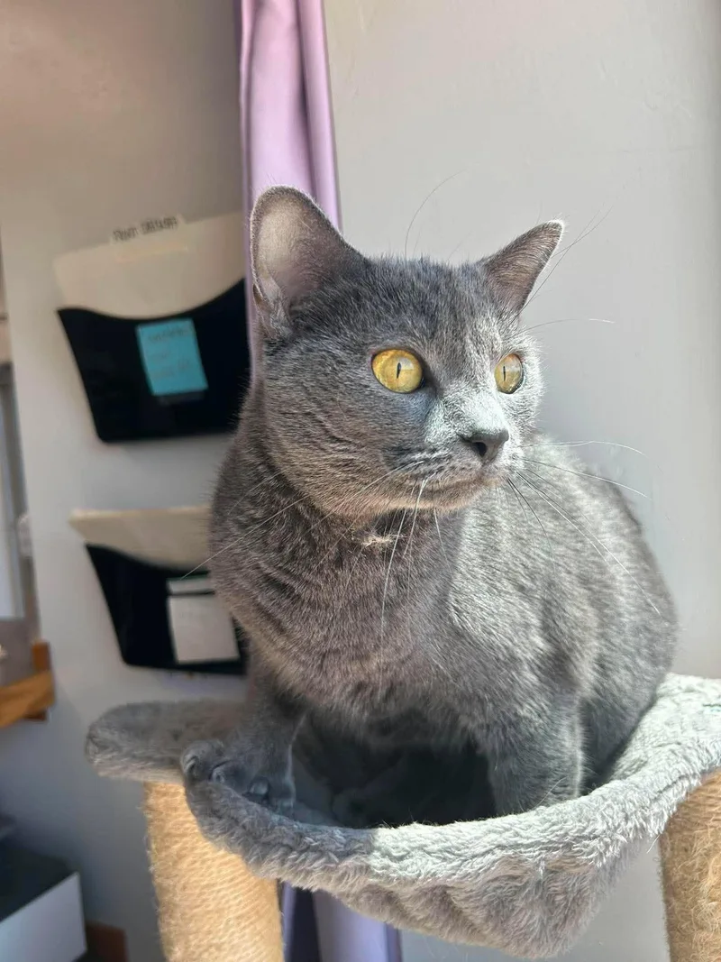 An adult medium-sized female Gray / Blue / Silver Domestic Short Hair cat named Luna for adoption in Roosevelt, UT