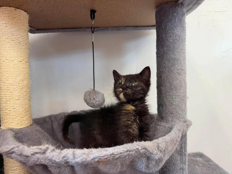 A young medium-sized female Tortoiseshell Domestic Short Hair cat named Nessie for adoption in Roosevelt, UT