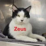 An adult medium-sized male White Domestic Short Hair cat named Zeus for adoption in Moline, IL