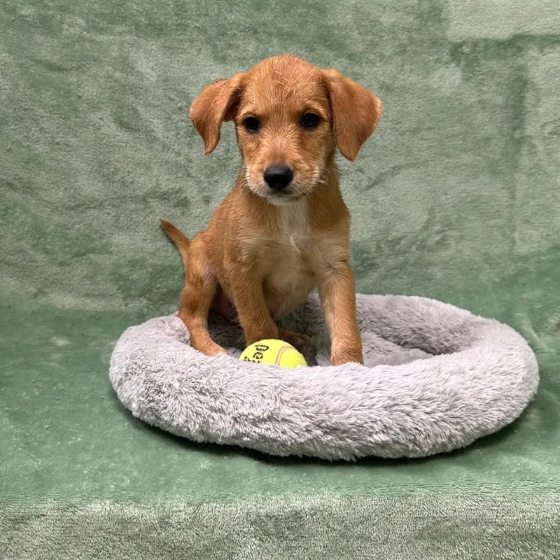 A baby medium-sized male Schnauzer dog named Red for adoption in Logan, UT