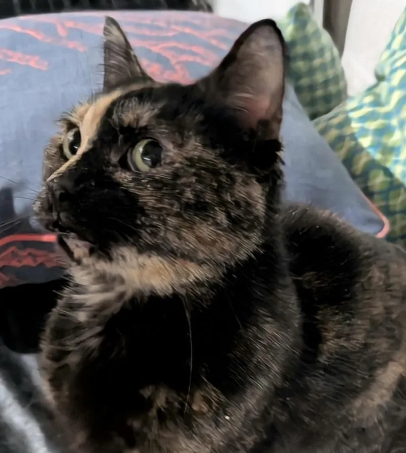 Dahlia  Fiv+ thumbnail 2