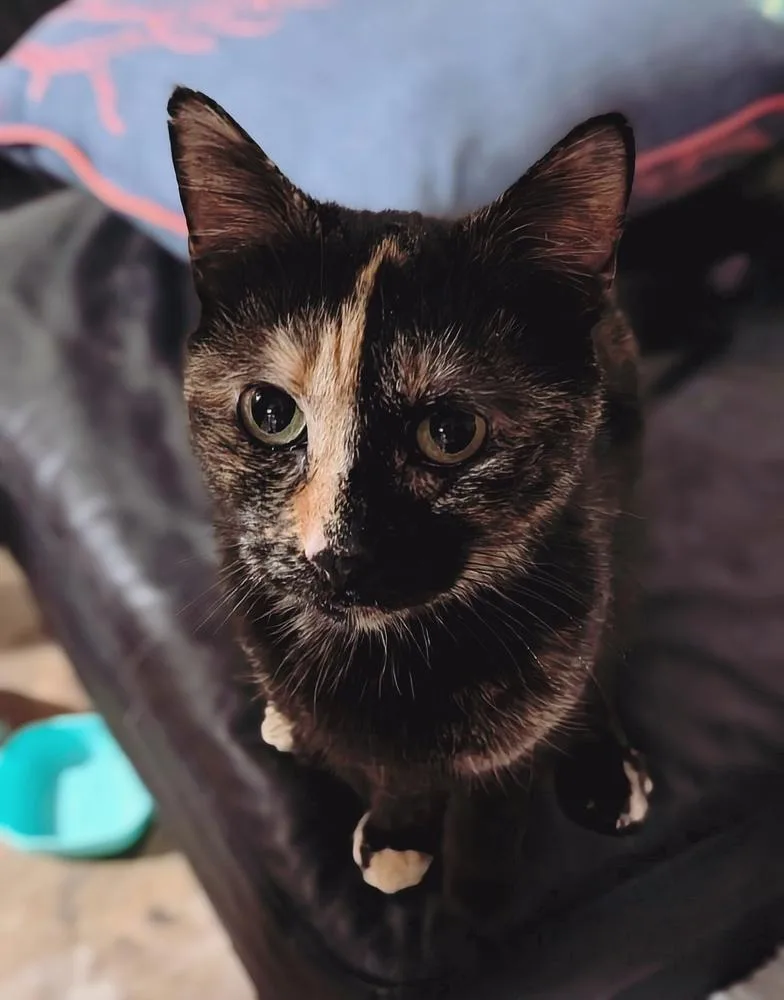 Dahlia  Fiv+ thumbnail 3