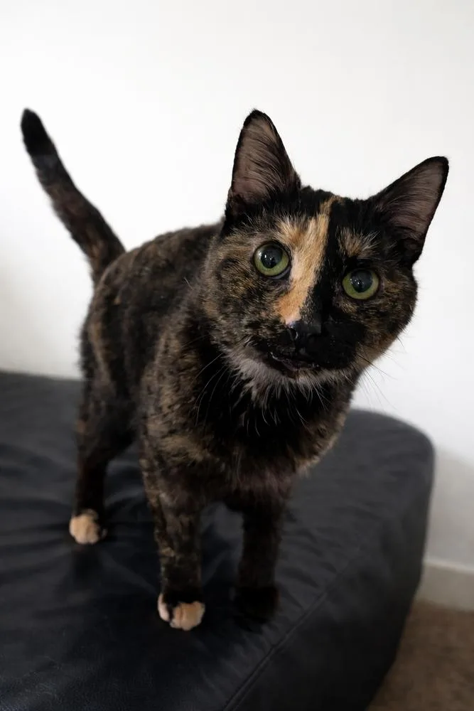 Dahlia  Fiv+ thumbnail 4