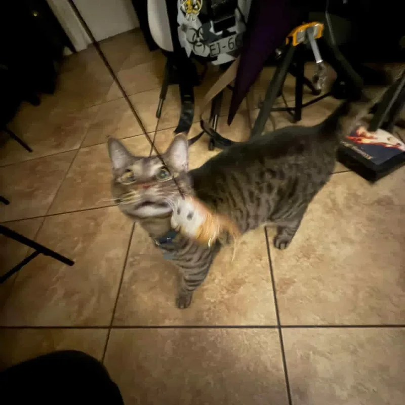 Zach~ Playful And Affectionate thumbnail 2