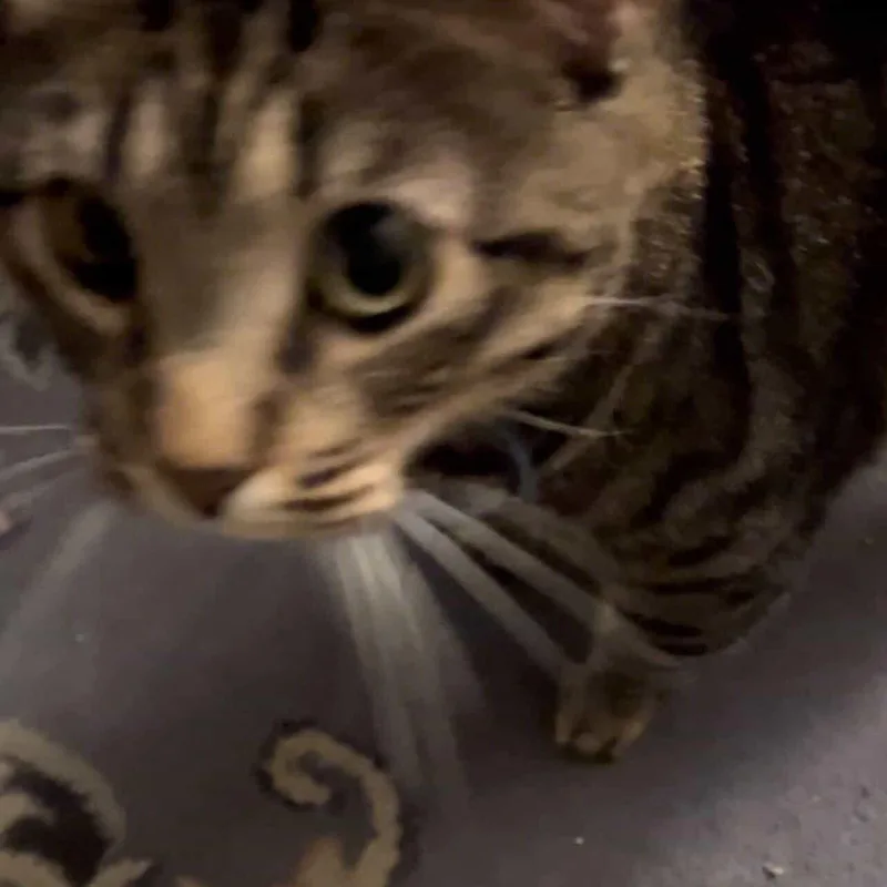 Zach~ Playful And Affectionate thumbnail 4