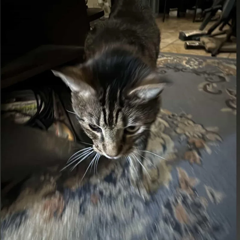 Zach~ Playful And Affectionate thumbnail 5