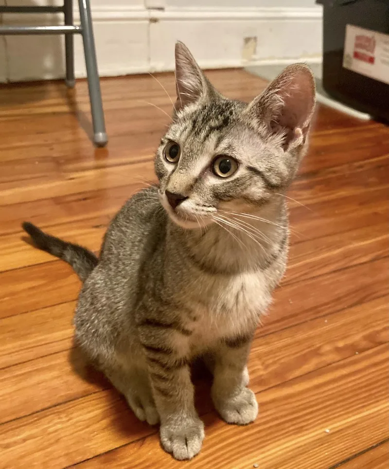 A baby small-sized male Domestic Short Hair cat named Doho for adoption in Philadelphia, PA