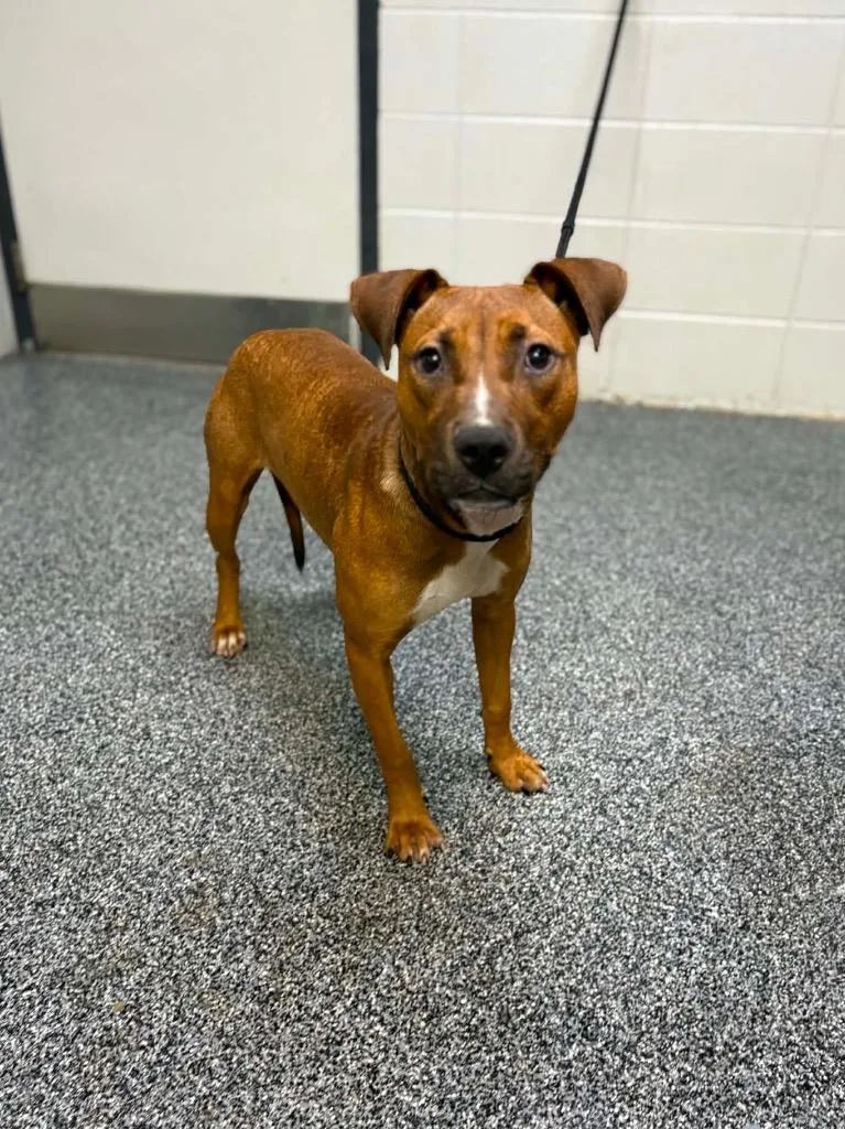 A young medium-sized female Mixed Breed dog named D Nutmeg for adoption in Tifton, GA