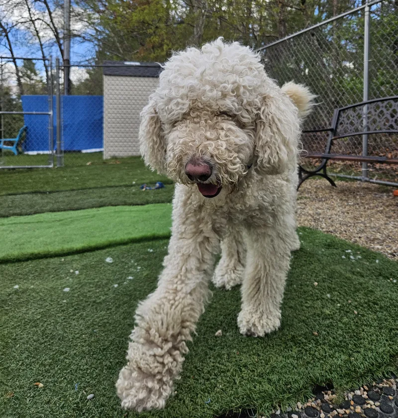 An adult large-sized female Apricot / Beige Labradoodle dog named Millie for adoption in Medfield, MA