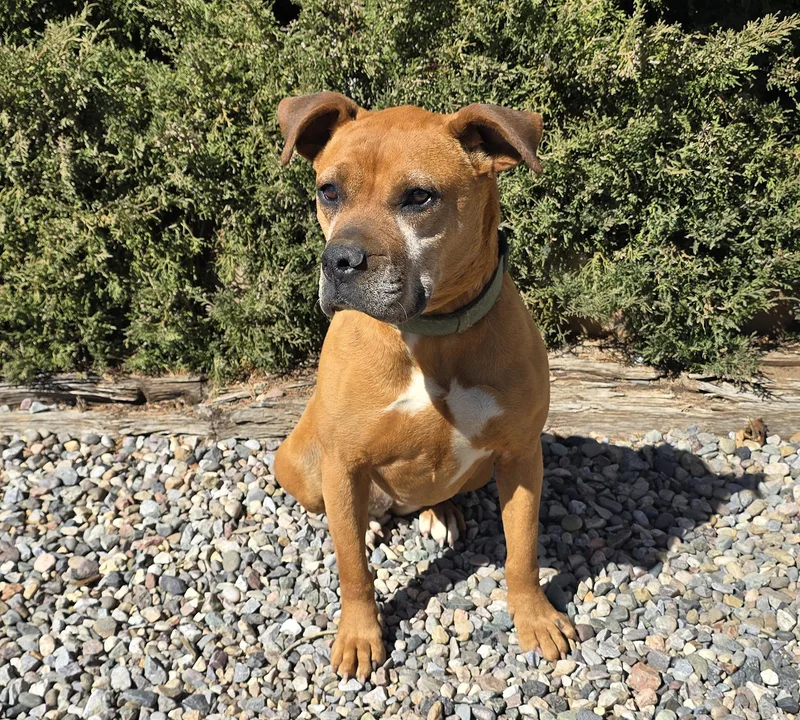A young large-sized female Red / Chestnut / Orange Boxer dog named Alluring Ms Artesia ~ for adoption in Albuquerque, NM