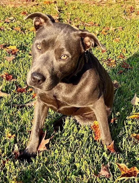 A young large-sized female Pit Bull Terrier dog named Coco for adoption in Rutherfordton, NC