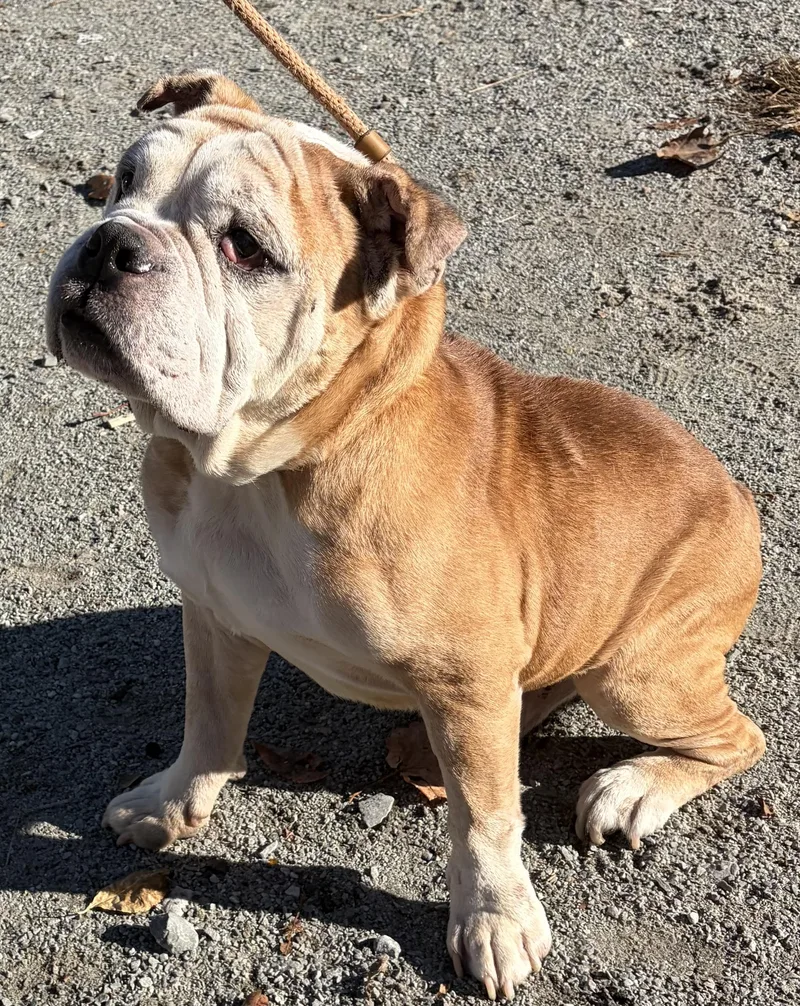 A senior large-sized male Bulldog dog named Bamboo for adoption in McKeesport, PA