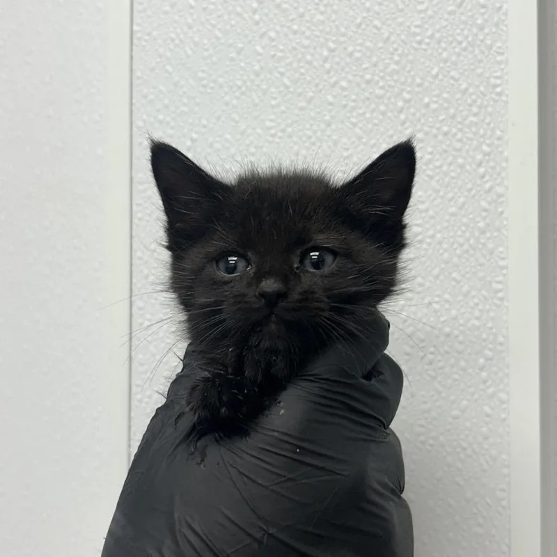 A baby small-sized female Black Domestic Short Hair cat named Kamino for adoption in Abilene, TX
