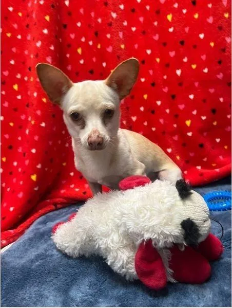 A young small-sized female Apricot / Beige Chihuahua dog named Honey Cream for adoption in Miami, FL