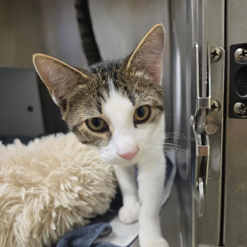 A young medium-sized male Gray / Blue / Silver Domestic Short Hair cat named BurgerPants for adoption in Briarcliff Manor, NY