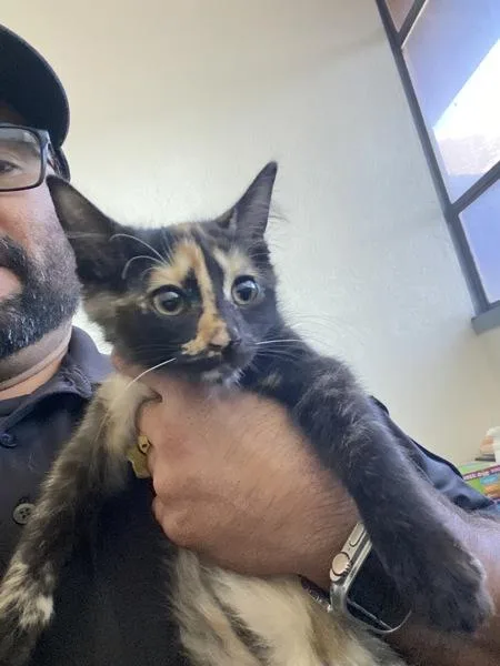 A baby medium-sized female Domestic Long Hair cat named Flame for adoption in Victorville, CA