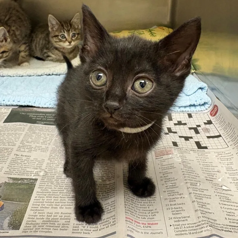 A baby small-sized female Black Domestic Short Hair cat named Cobb Salad for adoption in Winston-Salem, NC