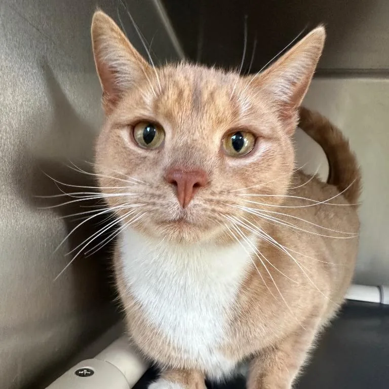 An adult large-sized male Orange / Red Domestic Short Hair cat named Moe for adoption in Walden, NY