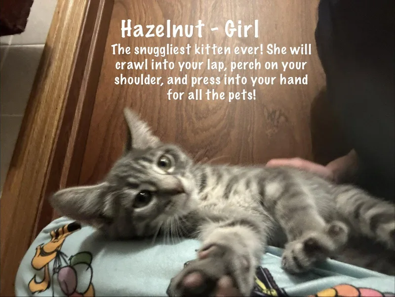 A baby medium-sized female Tabby cat named Hazelnut for adoption in Maywood, IL