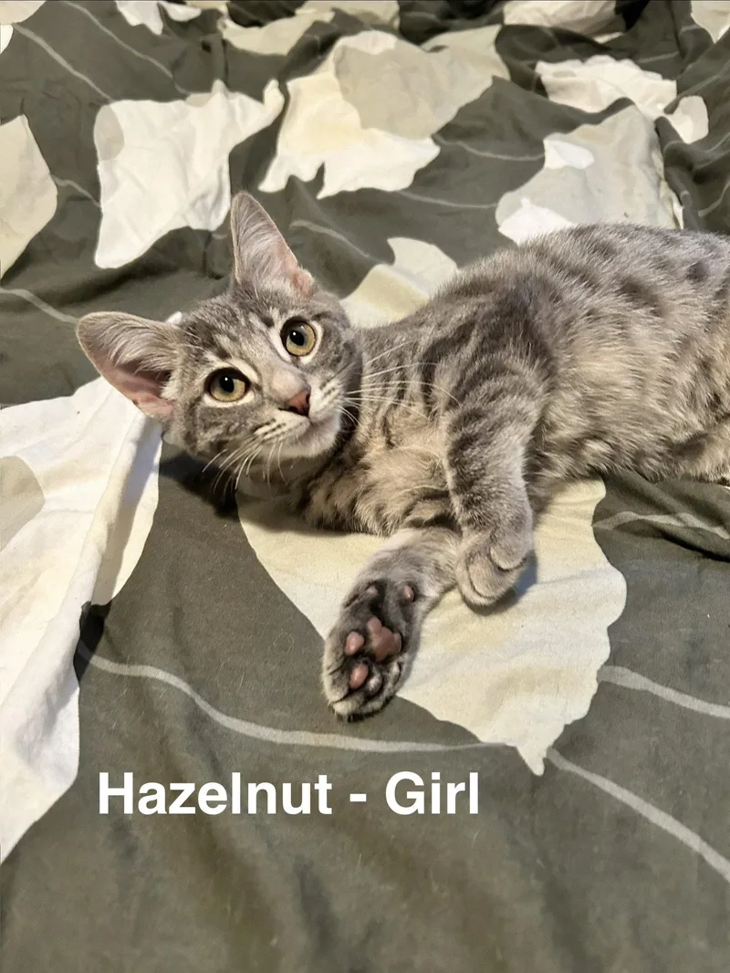 Hazelnut thumbnail 2