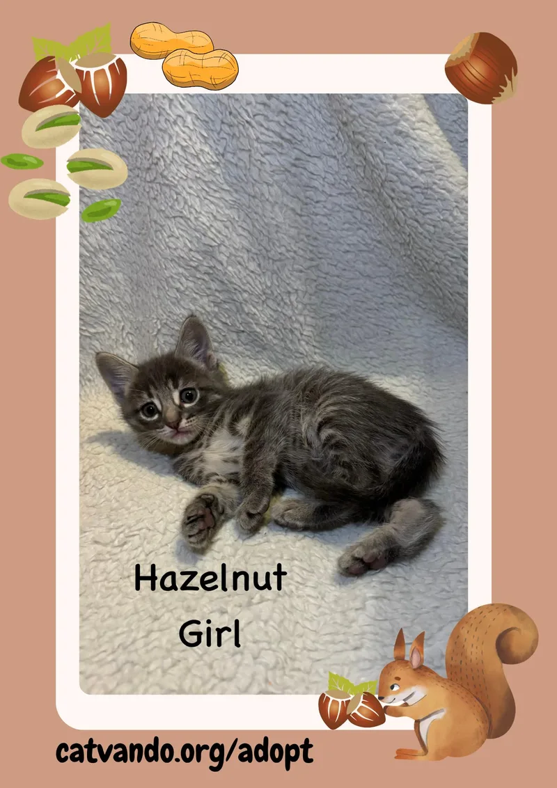 Hazelnut thumbnail 3