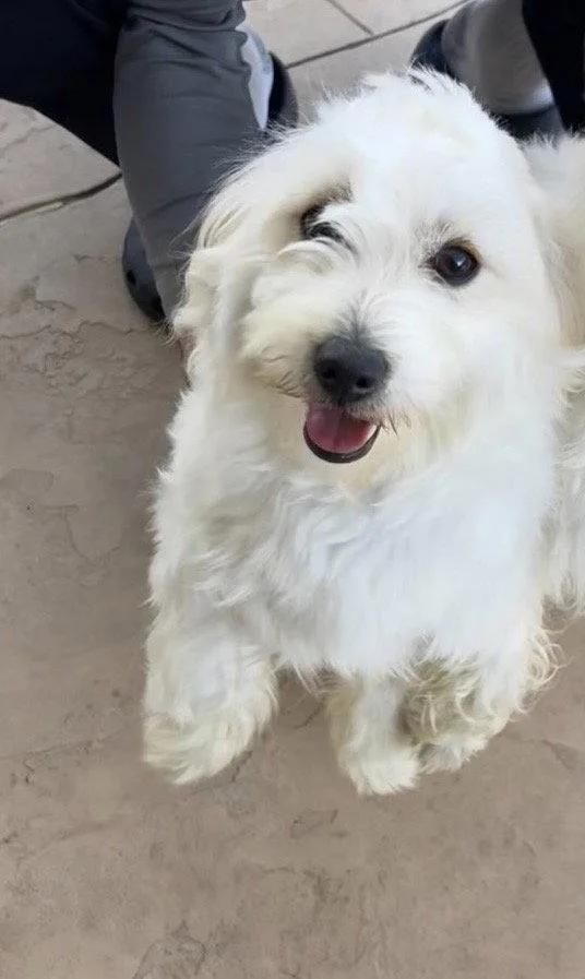 A baby small-sized female Maltese dog named Molly for adoption in San Diego, CA