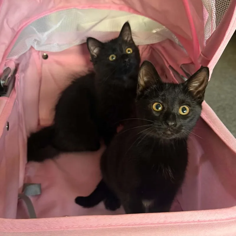 A baby small-sized female Domestic Medium Hair cat named Rook and Raven for adoption in Milwaukee, WI