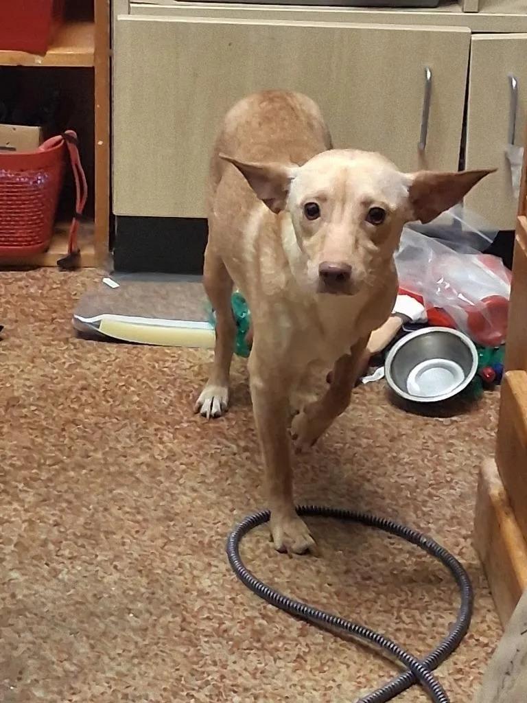 A young medium-sized female Chihuahua dog named Yoda for adoption in Brownwood, TX