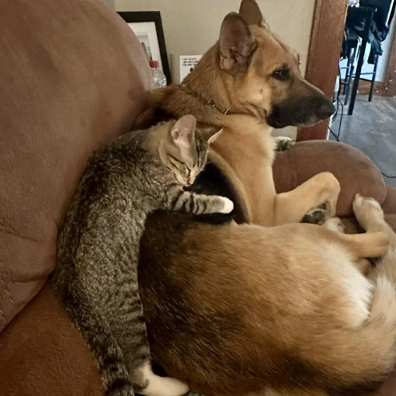 An adult large-sized male Brown / Chocolate German Shepherd Dog dog named Leo Courtesy Listing for adoption in Van Horne, IA