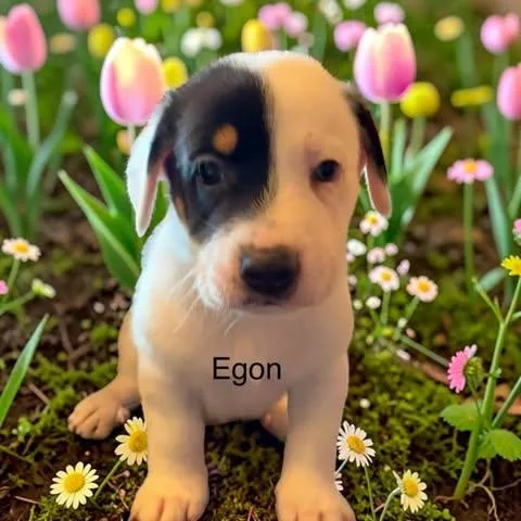 A baby small-sized male White / Cream Chiweenie dog named Egon for adoption in Fort Worth, TX