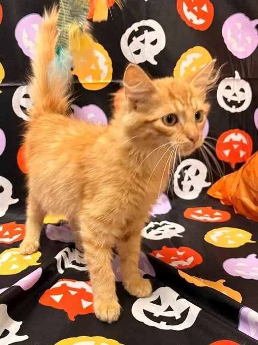 A baby medium-sized male Domestic Medium Hair cat named Beau for adoption in Rensselaer, IN