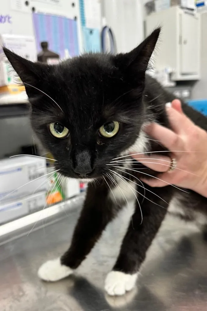 An adult medium-sized female Domestic Short Hair cat named Ziggy for adoption in Hillsdale, IN