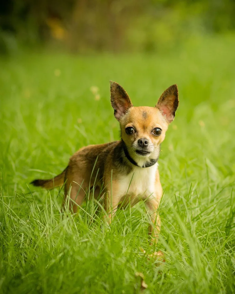 A senior small-sized male Golden Chihuahua dog named Cheezit for adoption in Bridgeport, CT