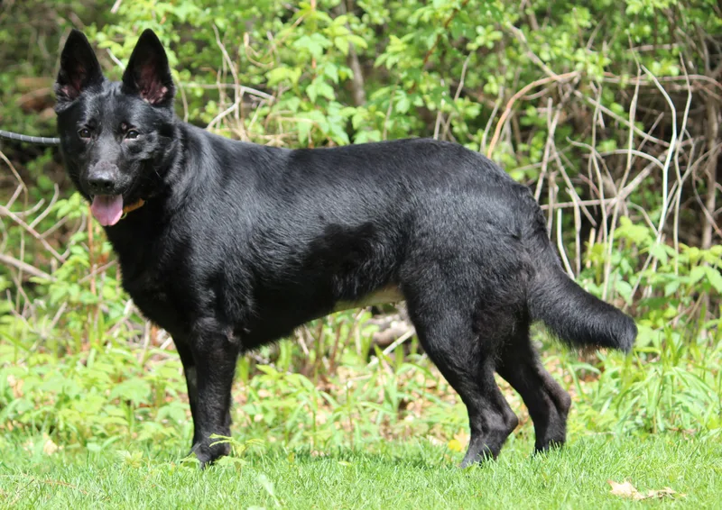 An adult large-sized female Black German Shepherd Dog dog named Ebony for adoption in Portage, WI
