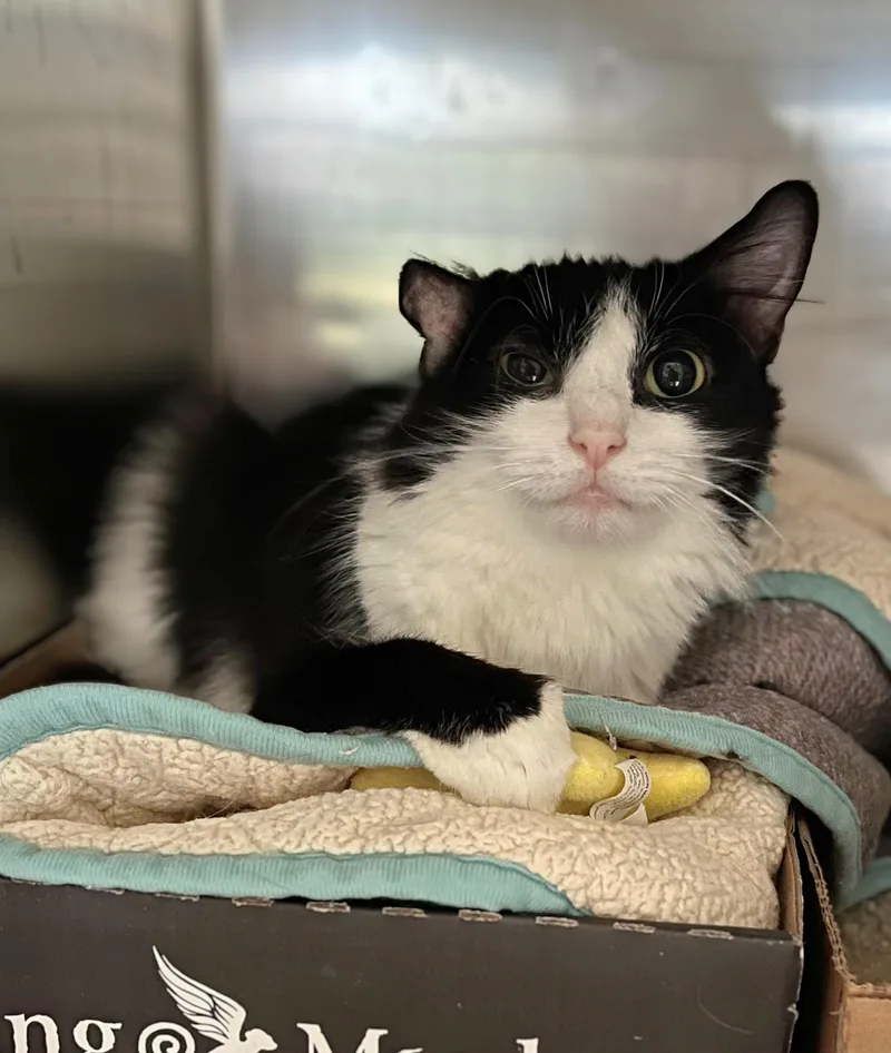 An adult medium-sized female Domestic Medium Hair cat named Margarita for adoption in Seville, OH