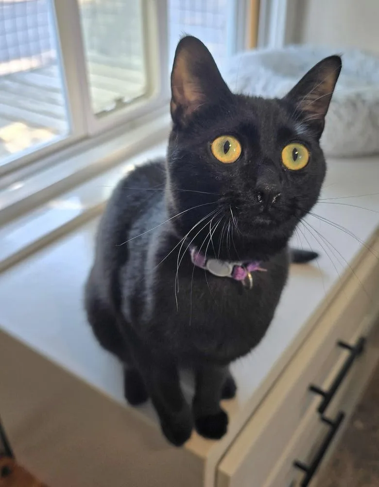 An adult large-sized female Black Domestic Short Hair cat named Daisy for adoption in Vancouver, WA
