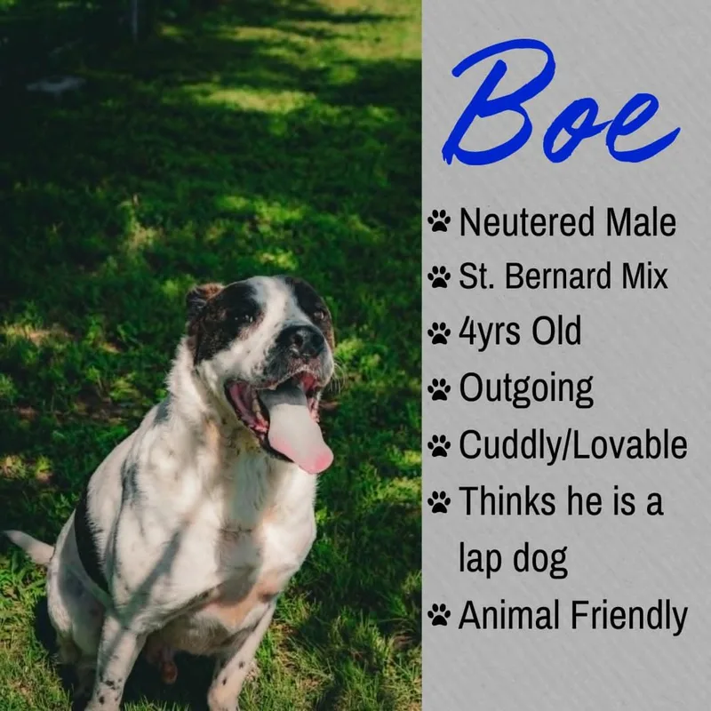 An adult large-sized male White / Cream Saint Bernard dog named Bo for adoption in Junction City, KS