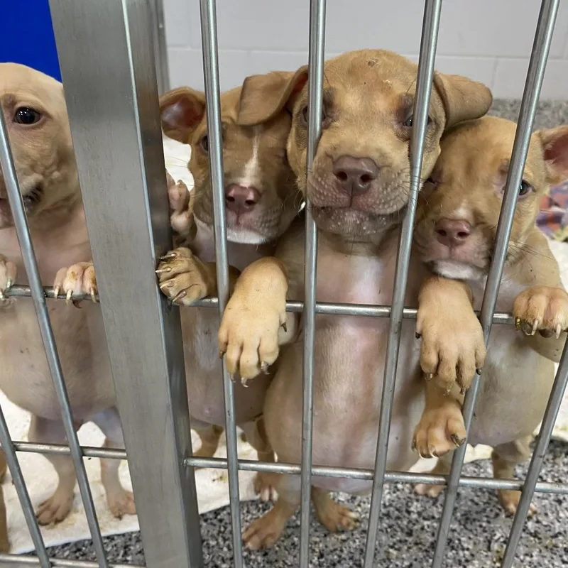 Freddy thumbnail 2