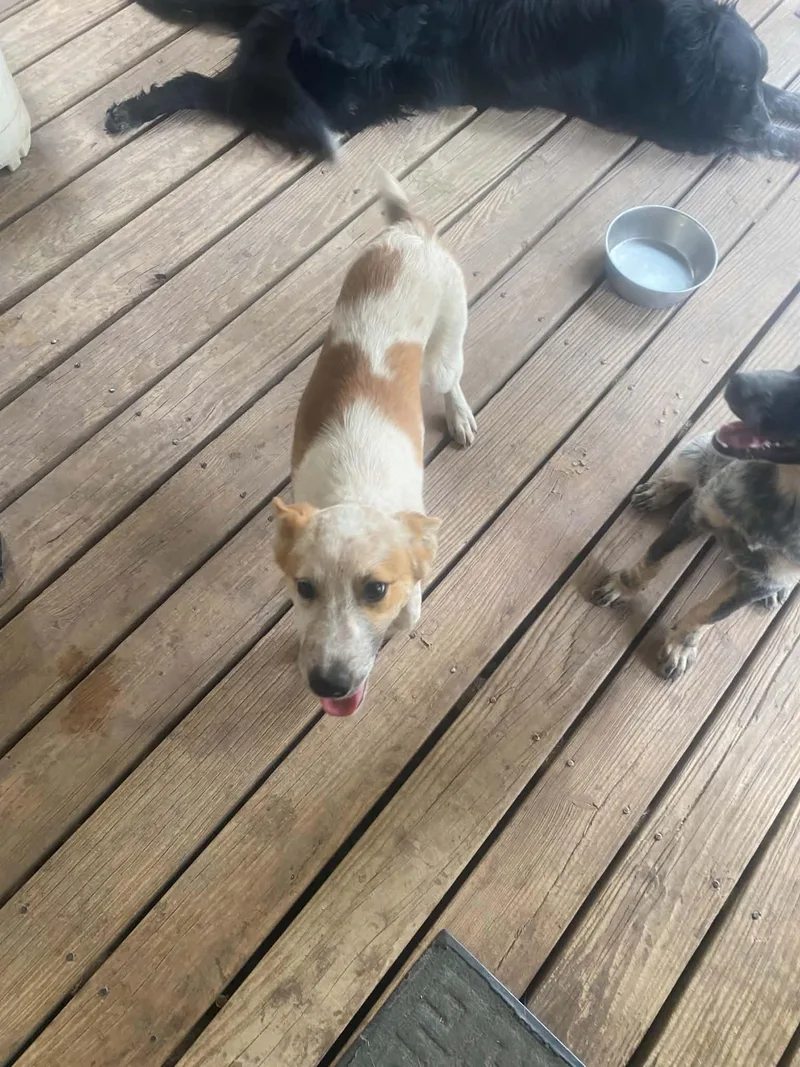 A baby medium-sized male White / Cream Australian Cattle Dog / Blue Heeler dog named Enzo for adoption in Uxbridge, MA