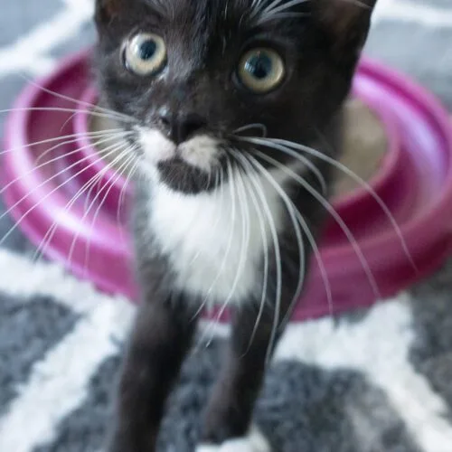 A young medium-sized male Tuxedo cat named Guthrie for adoption in Tipp City, OH