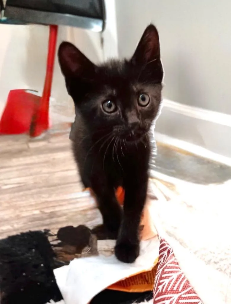 A baby small-sized female Domestic Short Hair cat named Shaqu for adoption in New Orleans, LA