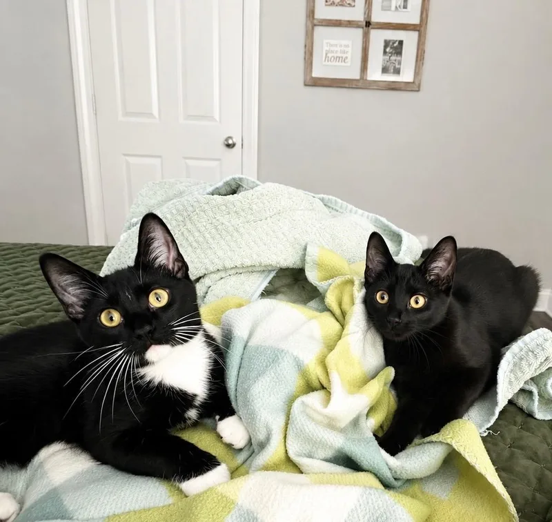A baby medium-sized male Black Domestic Short Hair cat named Hamp & Downy for adoption in Lucedale, MS