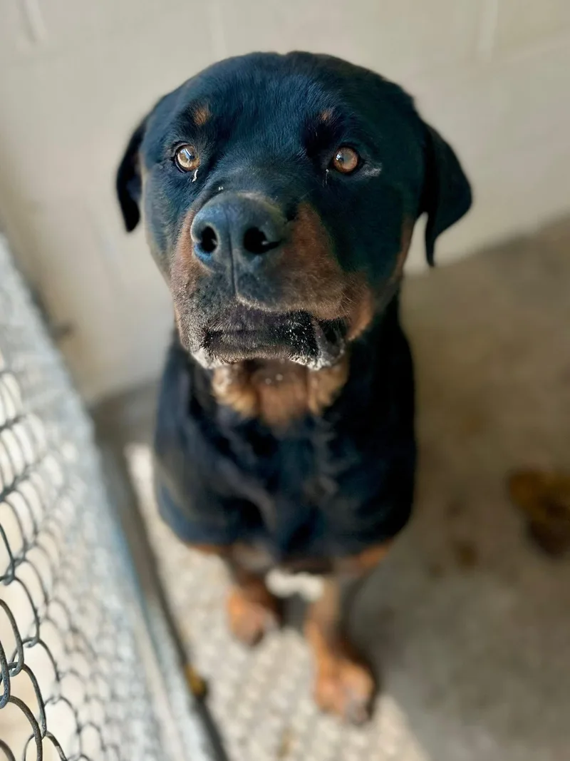 An adult large-sized male Black Rottweiler dog named Warren for adoption in Sherman, TX