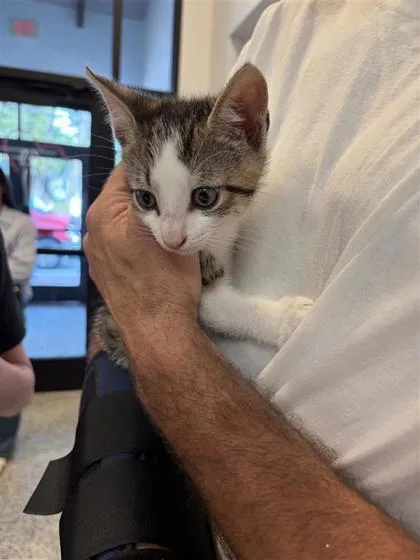 A baby small-sized male Domestic Short Hair cat named Jpeg for adoption in West Chester, PA