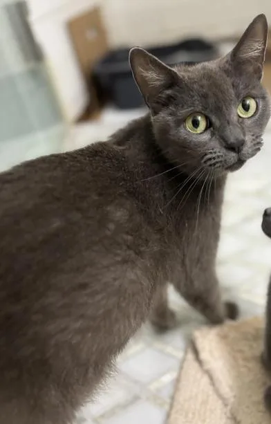 A young medium-sized female Gray / Blue / Silver Russian Blue cat named Blue Lily for adoption in Liverpool, TX