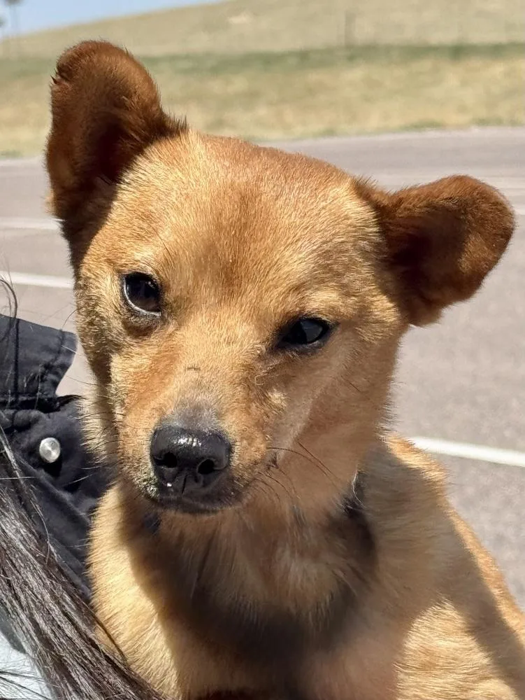 A young small-sized male Chihuahua dog named Tom for adoption in Littleton, CO
