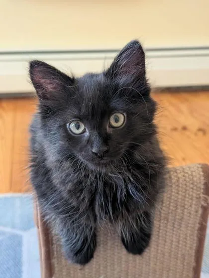 A young small-sized female Domestic Short Hair cat named Big Liz for adoption in Lowell, MA