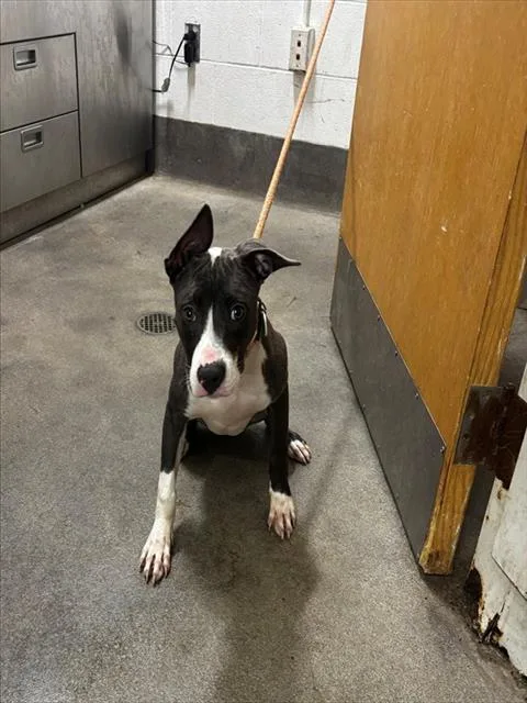 A young medium-sized female Pit Bull Terrier dog named Eva for adoption in Upper Marlboro, MD
