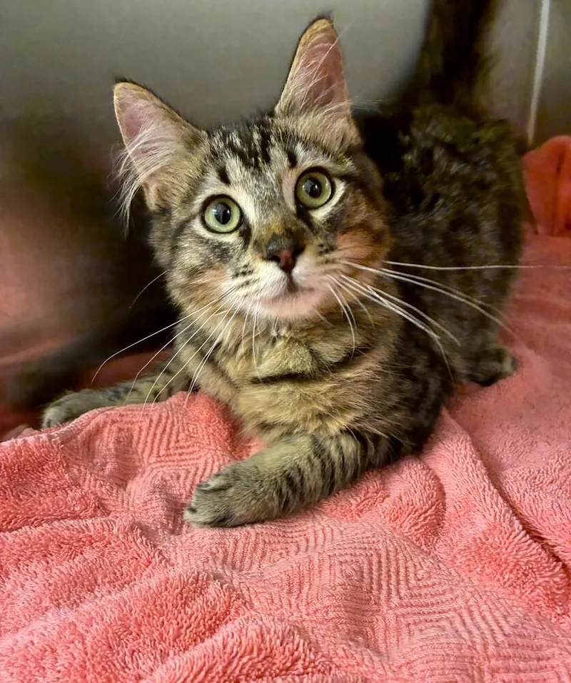 A baby medium-sized male Black & White / Tuxedo Domestic Short Hair cat named Hayden for adoption in Elmsford, NY