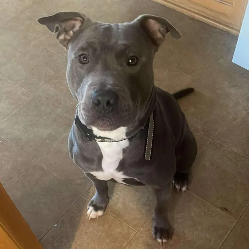 A young large-sized female Gray / Blue / Silver American Staffordshire Terrier dog named Beetlejuice for adoption in Flintstone, MD